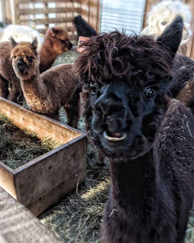 You'll be smiling too when you visit @buckbrookalpacas 😁 Farm tours and alpaca handling demos plus @fostersupplyhospitality guests receive 10% off! Find out more at www.buckbrookalpacas.com
.
.
#alpacayourbags #alpacas #sullivancatskills #farmtour